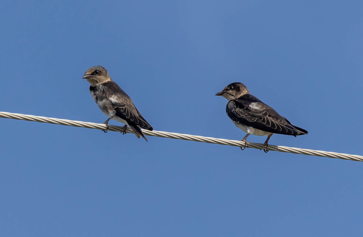 Purple Martin - ML636671418