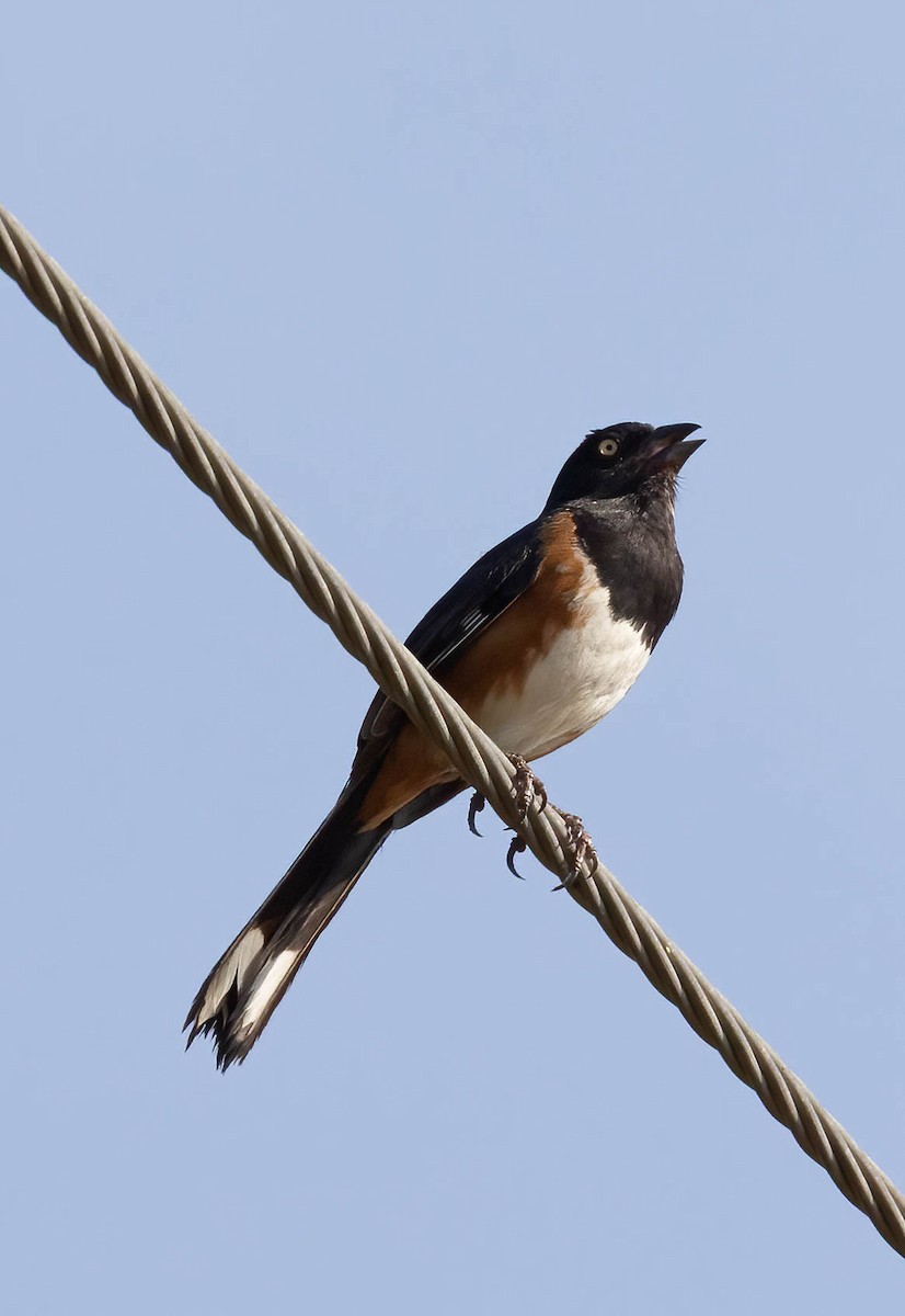 Eastern Towhee - ML636671427