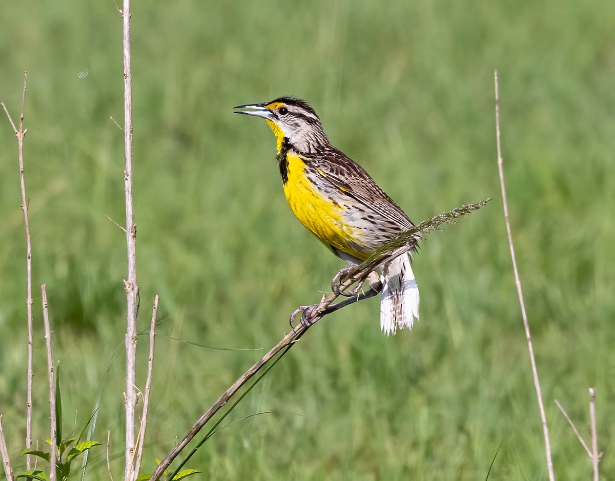 Eastern Meadowlark - ML636671439