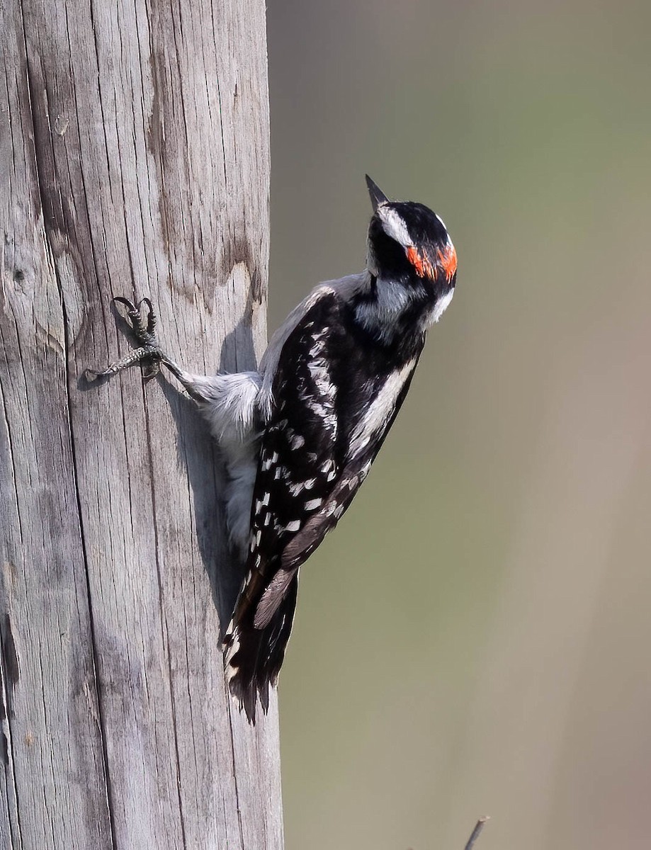 Downy Woodpecker - ML636671454
