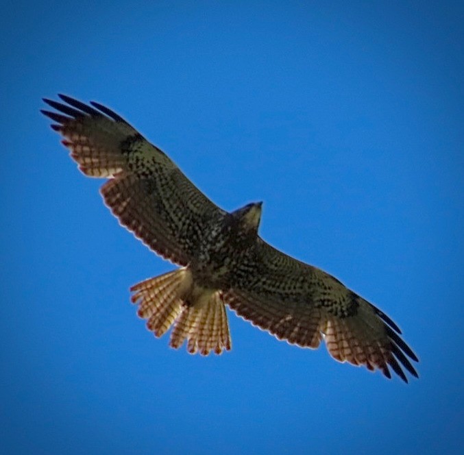 Buteo sp. - ML636671480