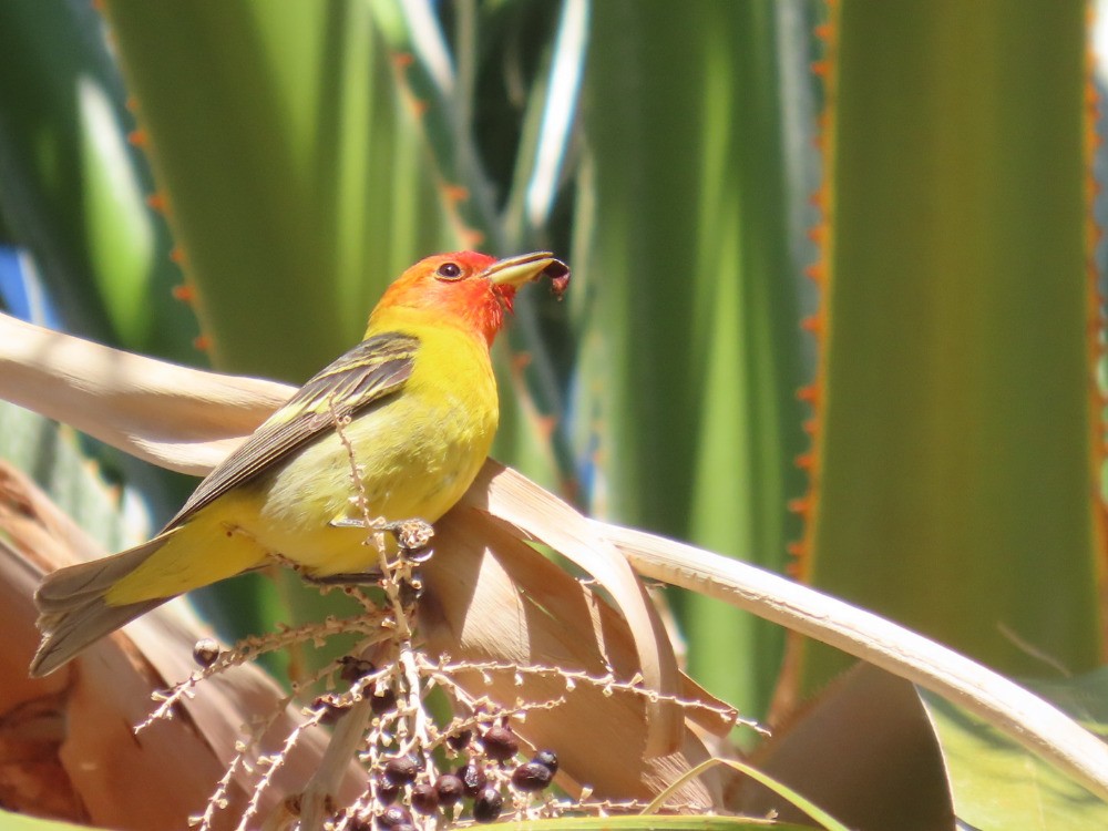 Western Tanager - ML636671520