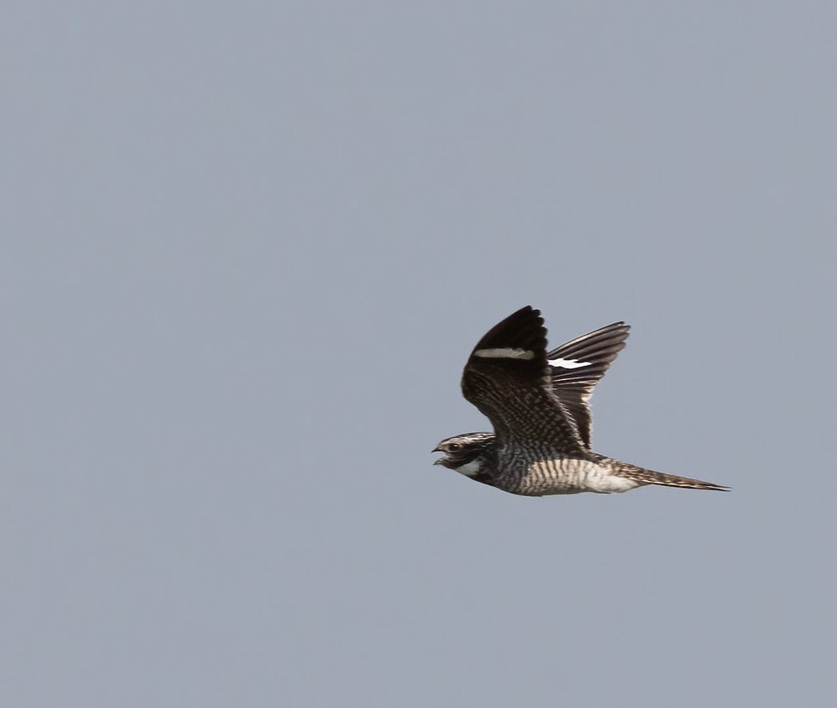Common Nighthawk - ML636671523