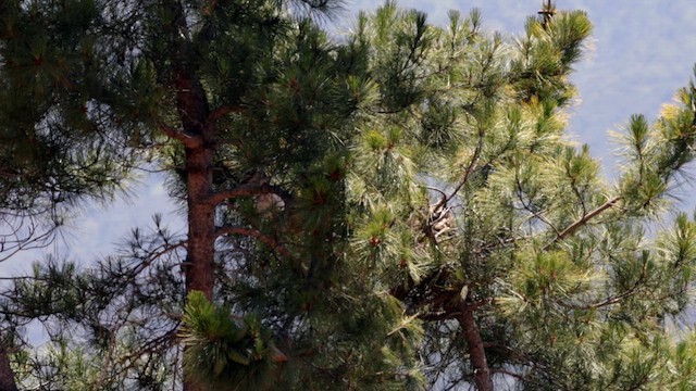Great Horned Owl - ML636671733
