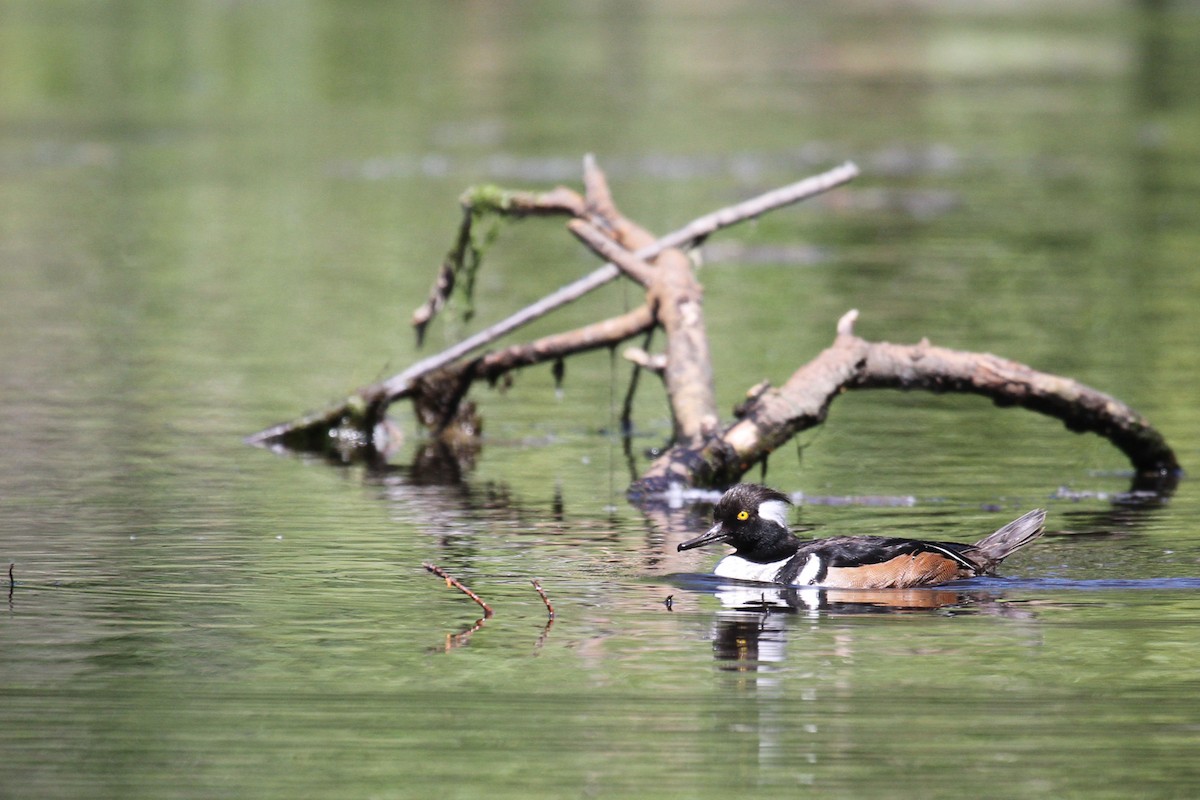 Hooded Merganser - ML636671778
