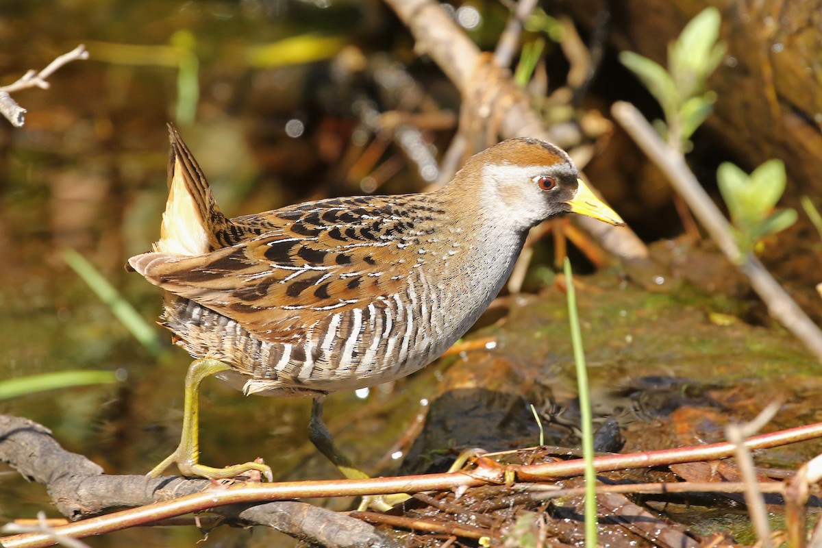 Sora - ML636671780