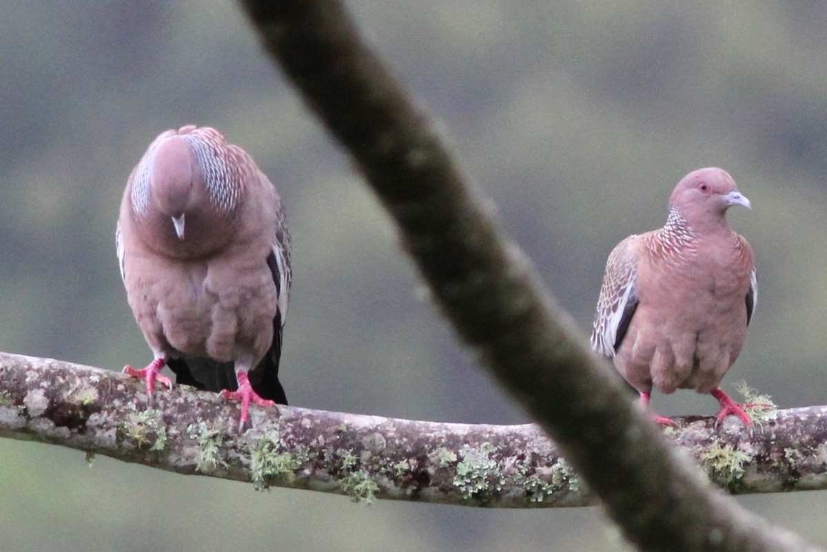 Picazuro Pigeon - ML63667191