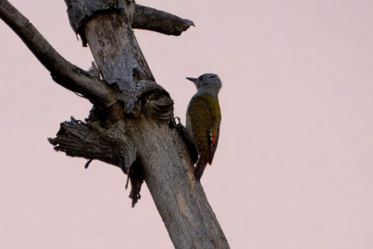 African Gray Woodpecker - ML636671979