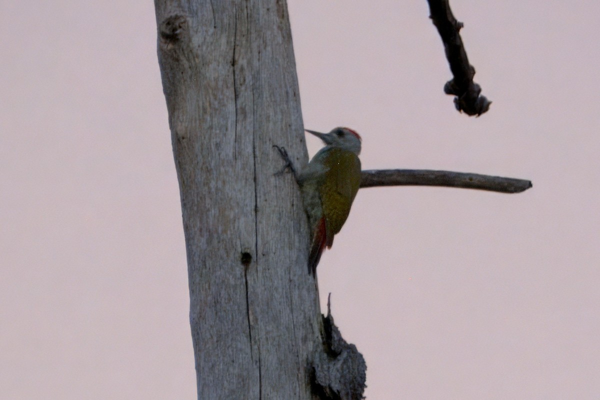 African Gray Woodpecker - ML636671980