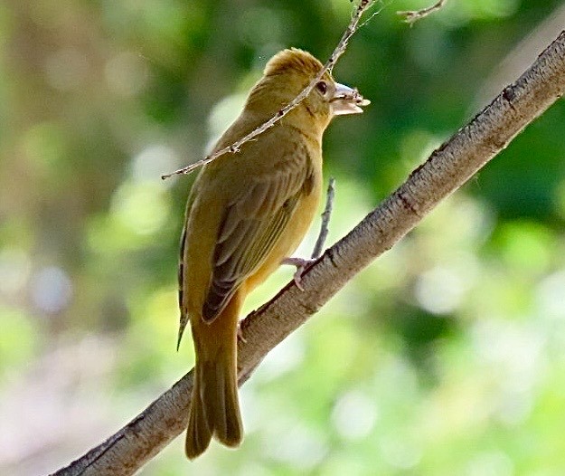 Summer Tanager - ML636672073