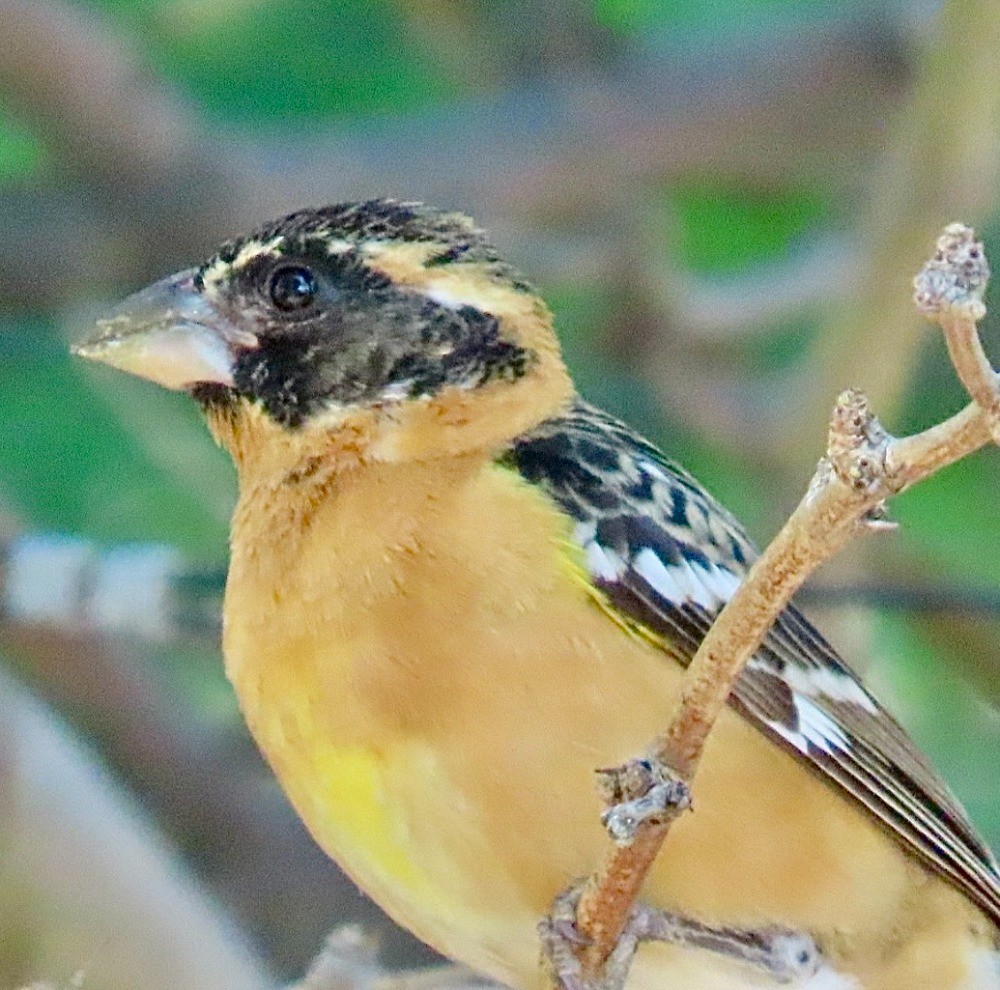 Black-headed Grosbeak - ML636672103