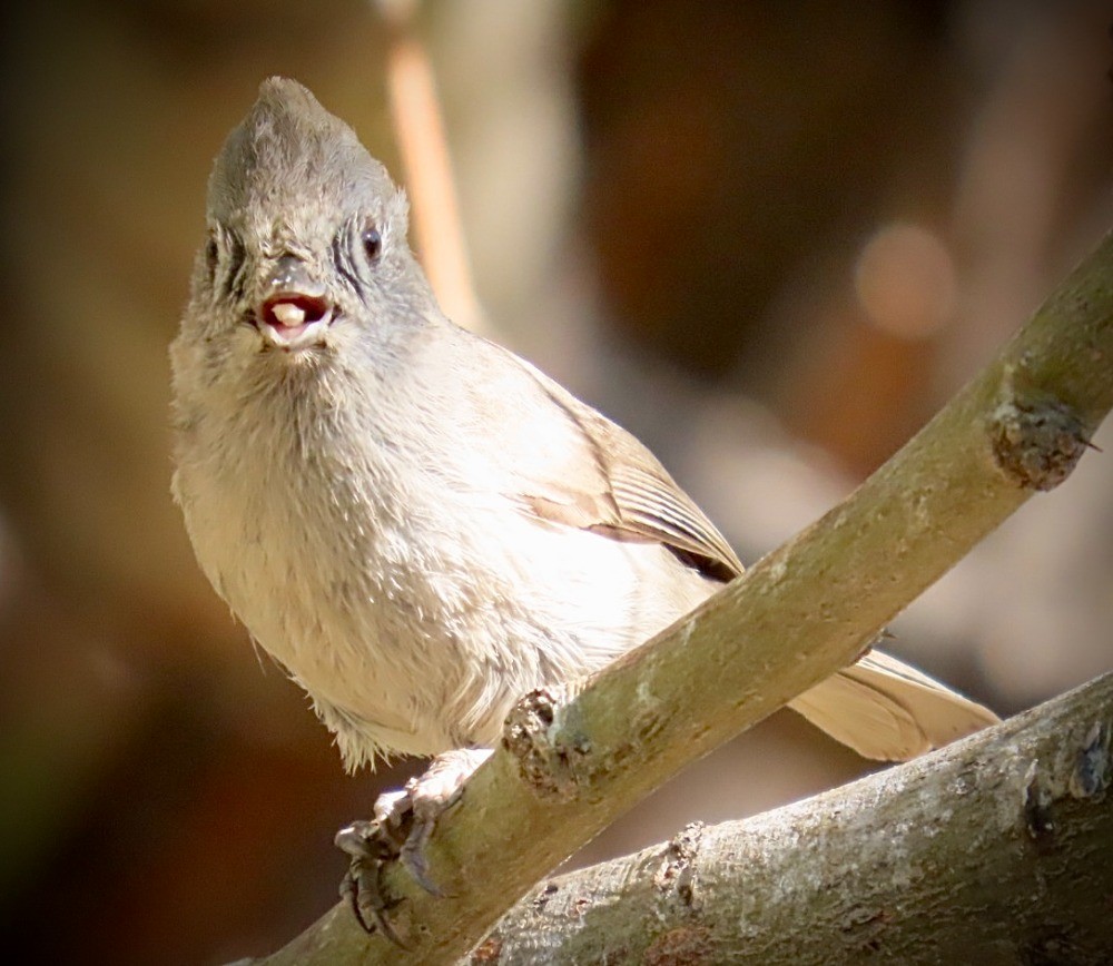 Oak Titmouse - ML636672142