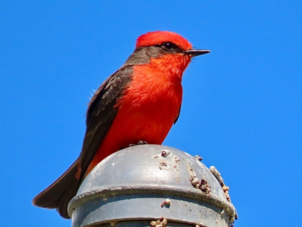 Vermilion Flycatcher - ML636672156