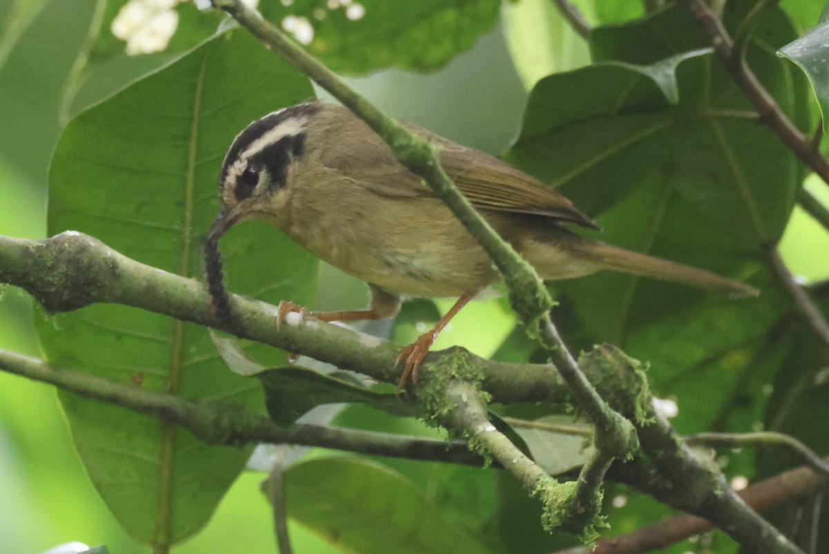 Three-striped Warbler - ML636672157
