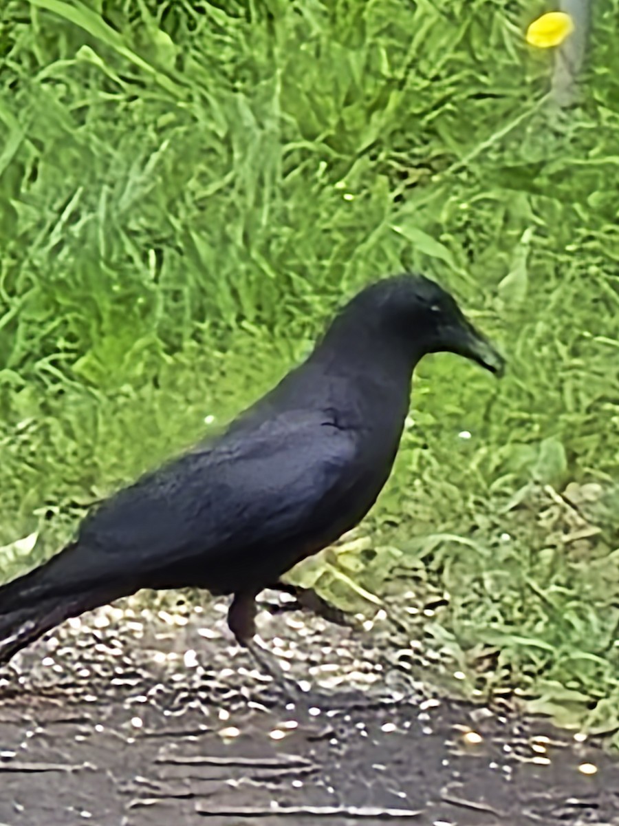 American Crow - ML636672198