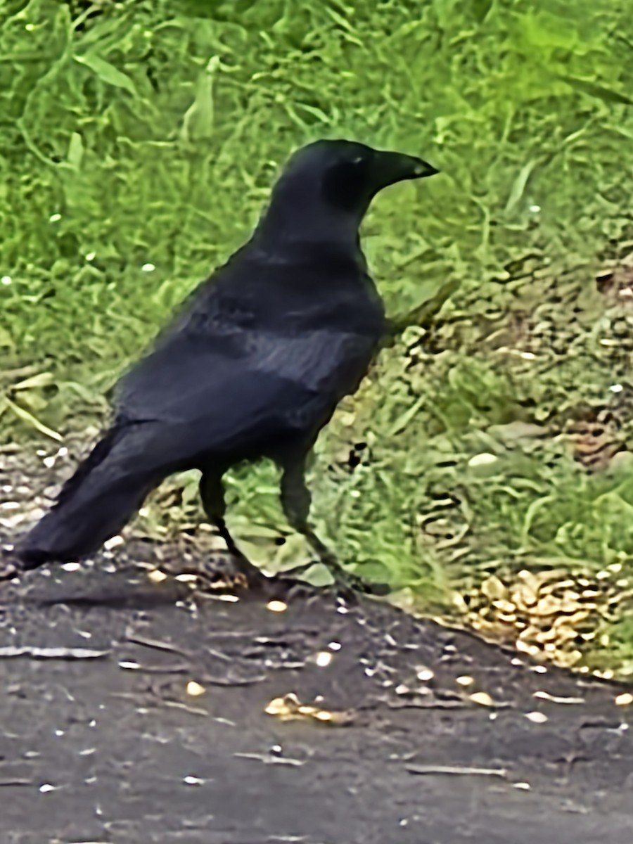 American Crow - ML636672199