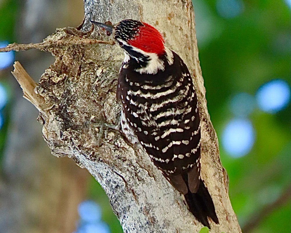Nuttall's Woodpecker - ML636672200