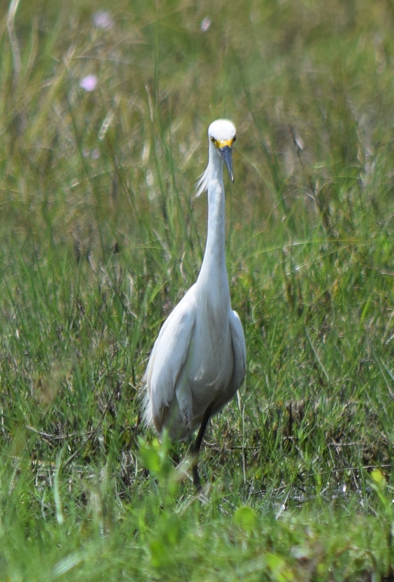 Snowy Egret - ML636672213