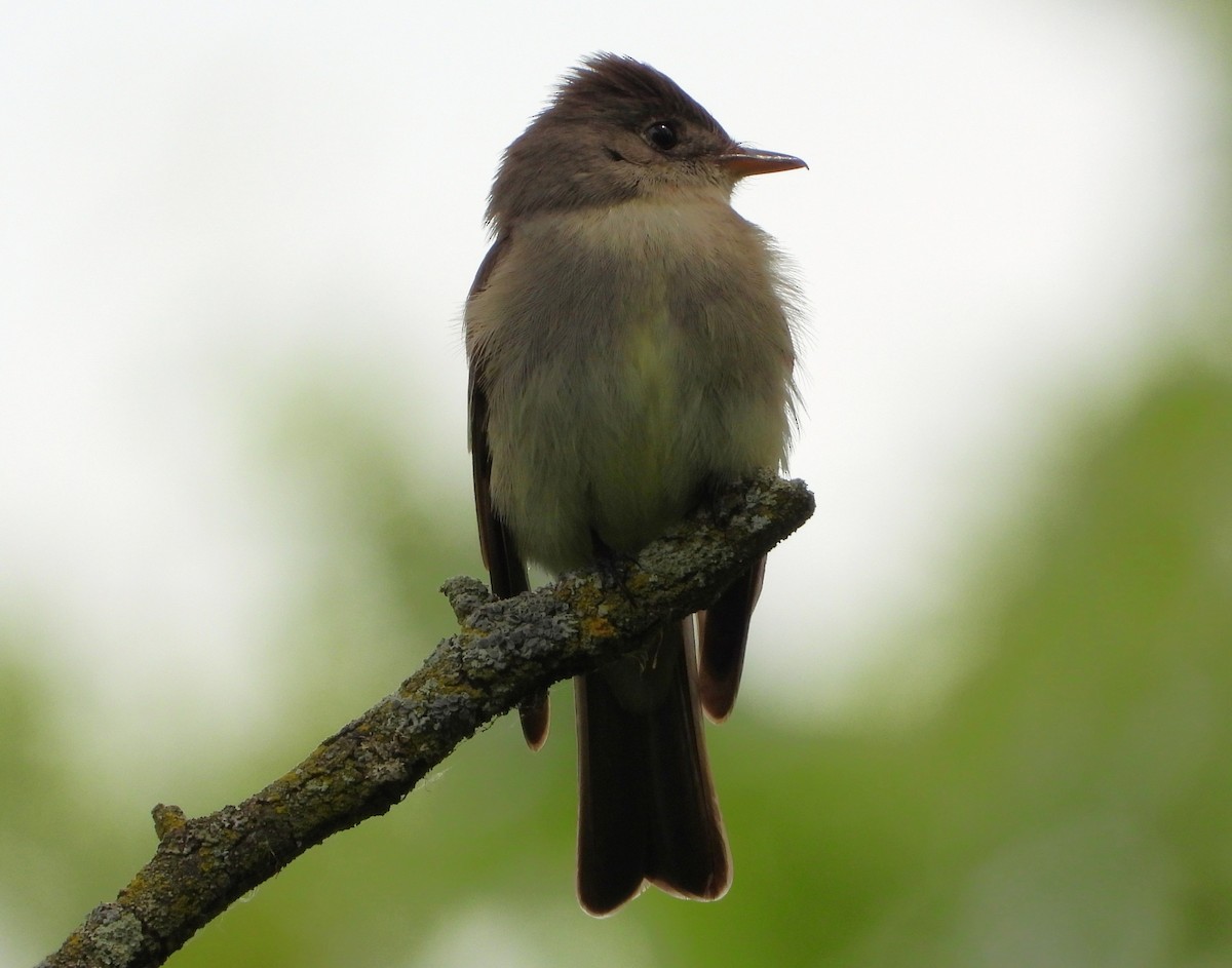 Eastern Wood-Pewee - ML636672235