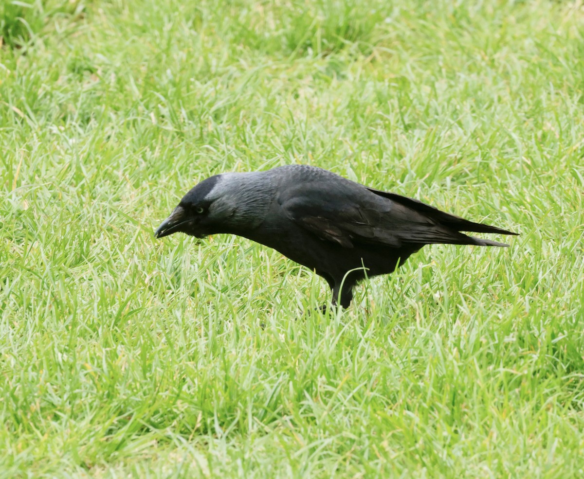 Eurasian Jackdaw - ML636672236