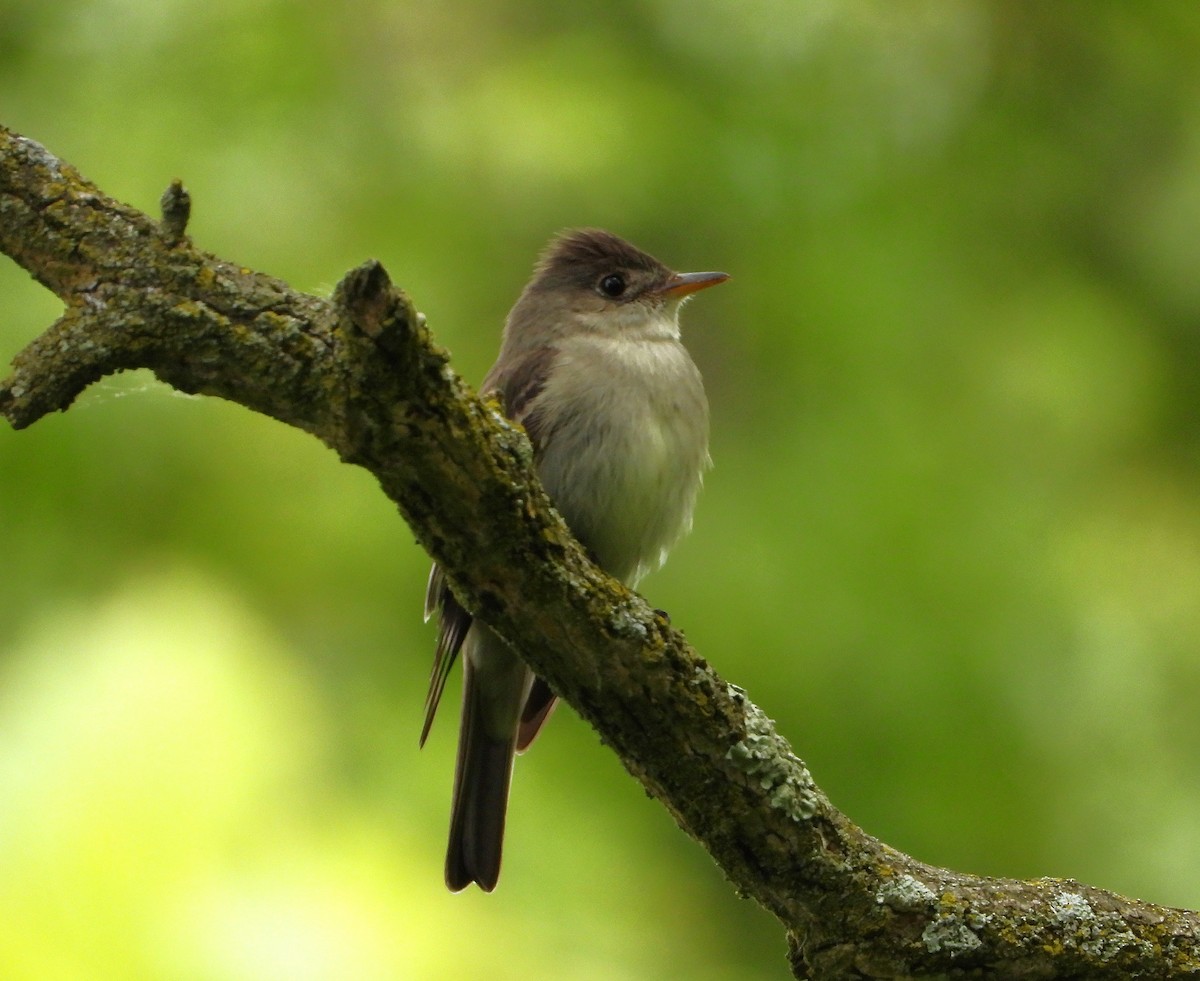 Eastern Wood-Pewee - ML636672237