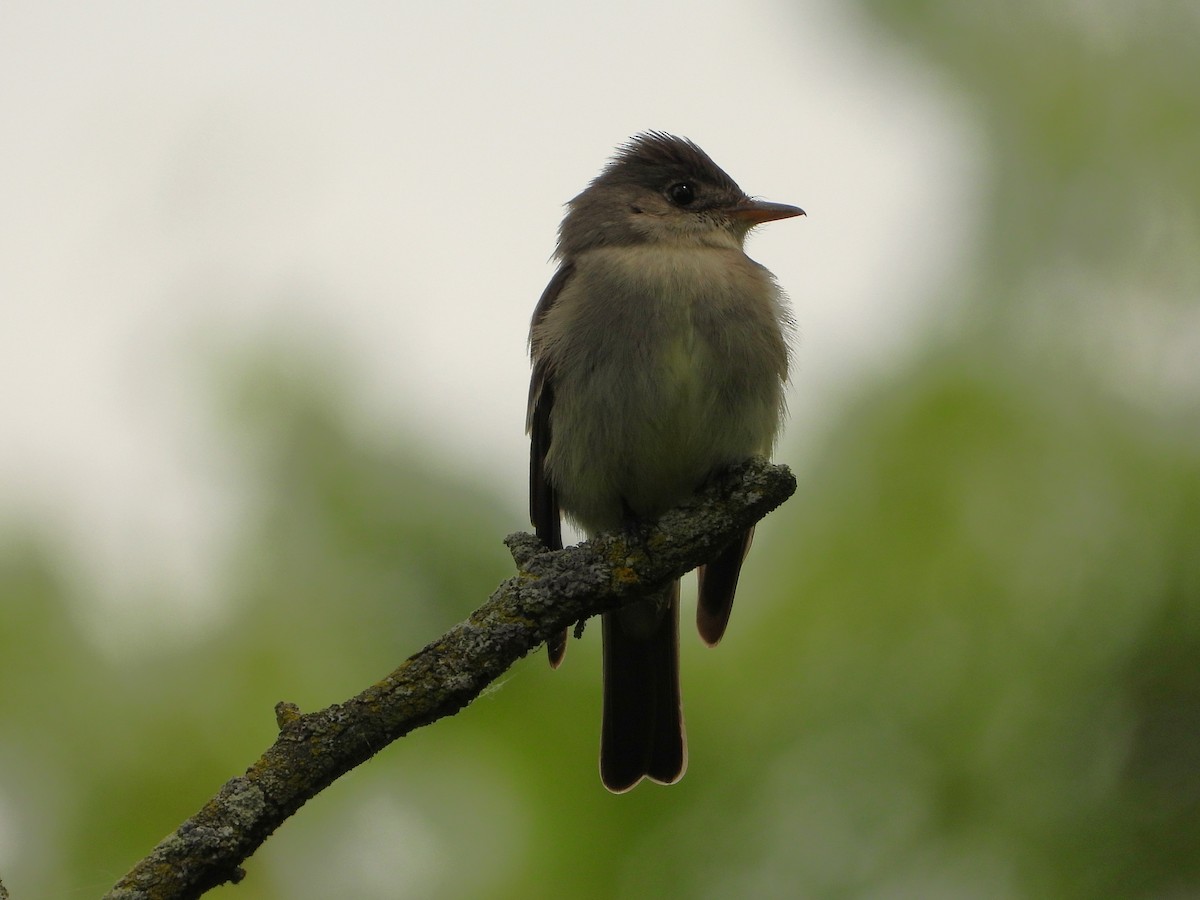 Eastern Wood-Pewee - ML636672252