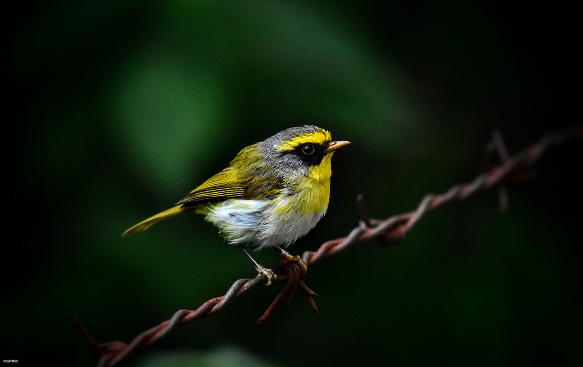 Black-faced Warbler - ML636672254