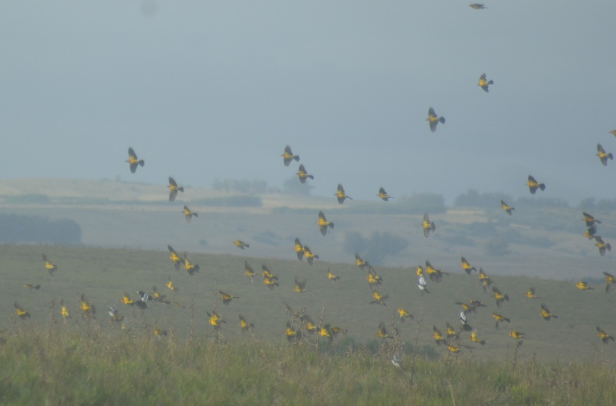 Saffron-cowled Blackbird - ML636672289