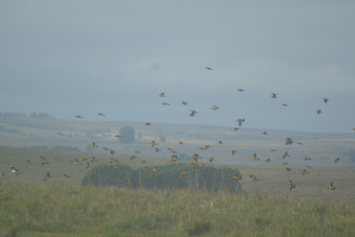 Saffron-cowled Blackbird - ML636672291
