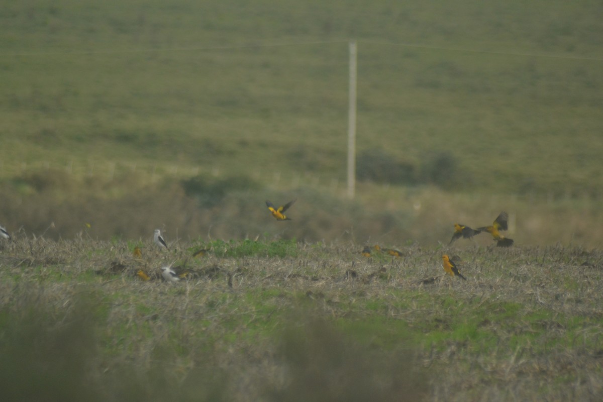 Saffron-cowled Blackbird - ML636672292