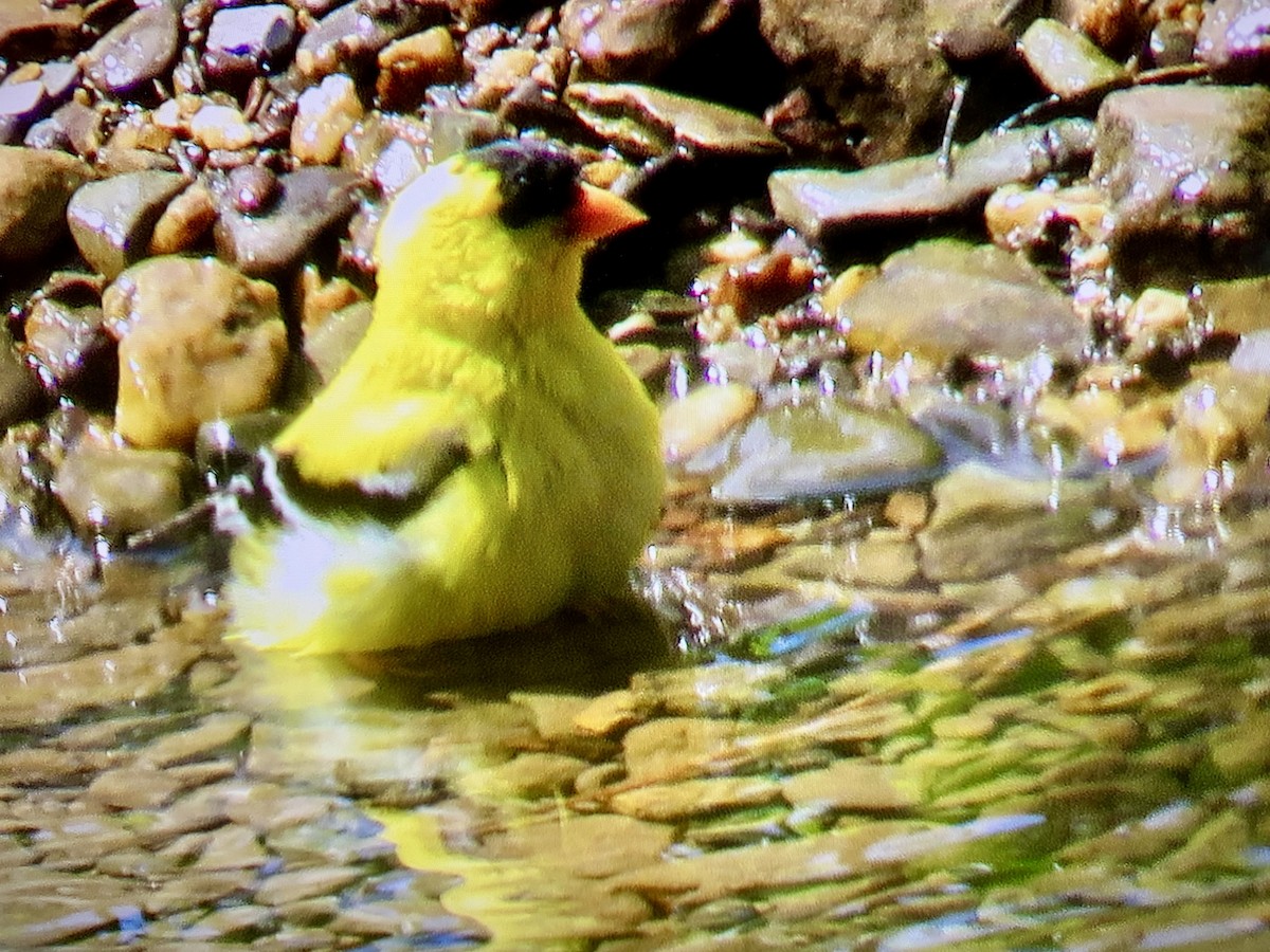 American Goldfinch - ML636672313