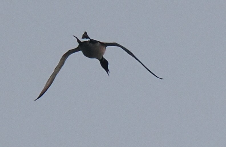 Common Loon - ML636672339