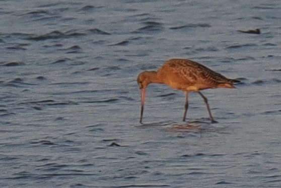 Marbled Godwit - ML636672342