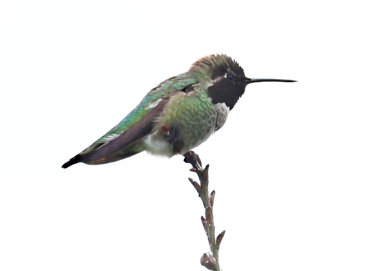 Anna's Hummingbird - ML636672367
