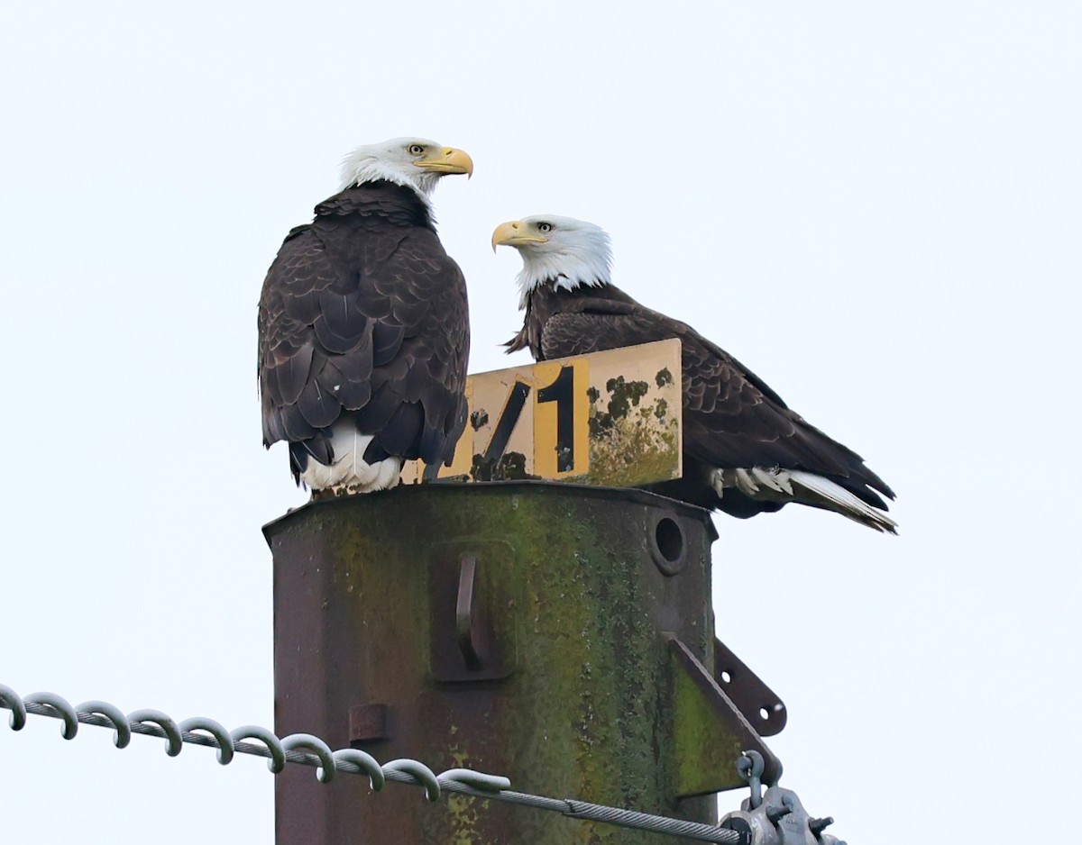 Bald Eagle - ML636672371
