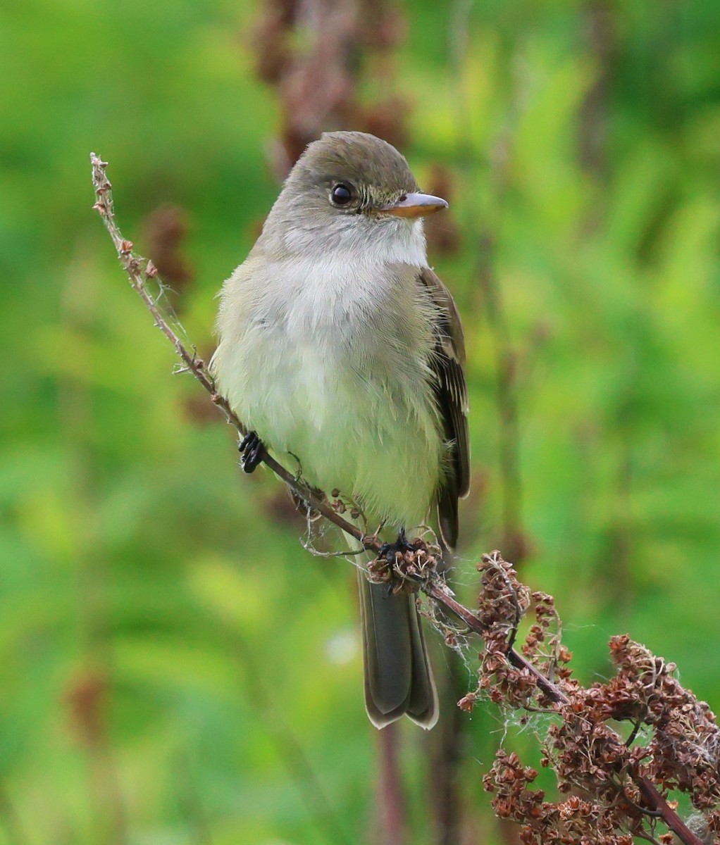 Willow Flycatcher - ML636672378