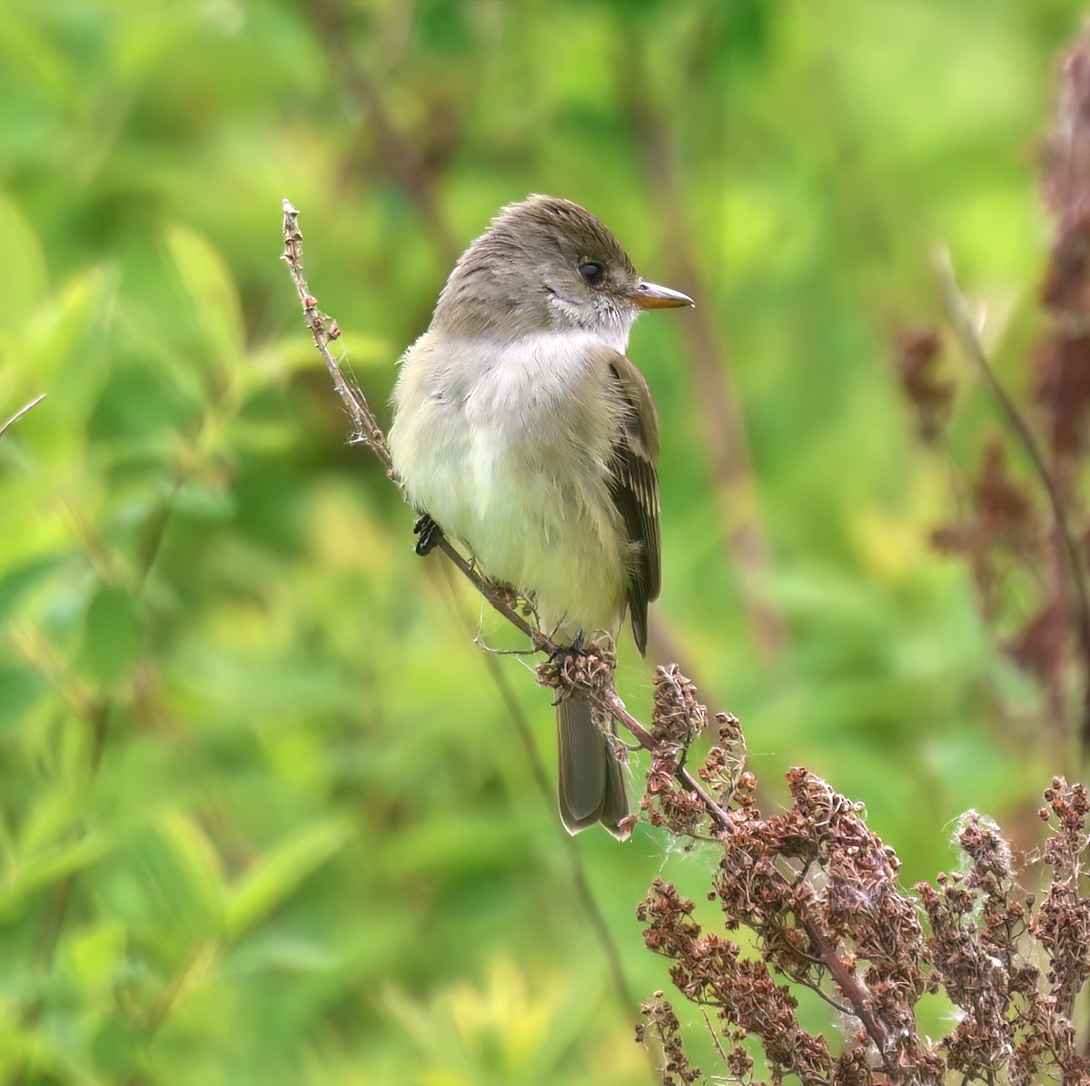 Willow Flycatcher - ML636672389