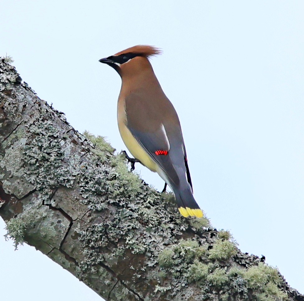 Cedar Waxwing - ML636672403