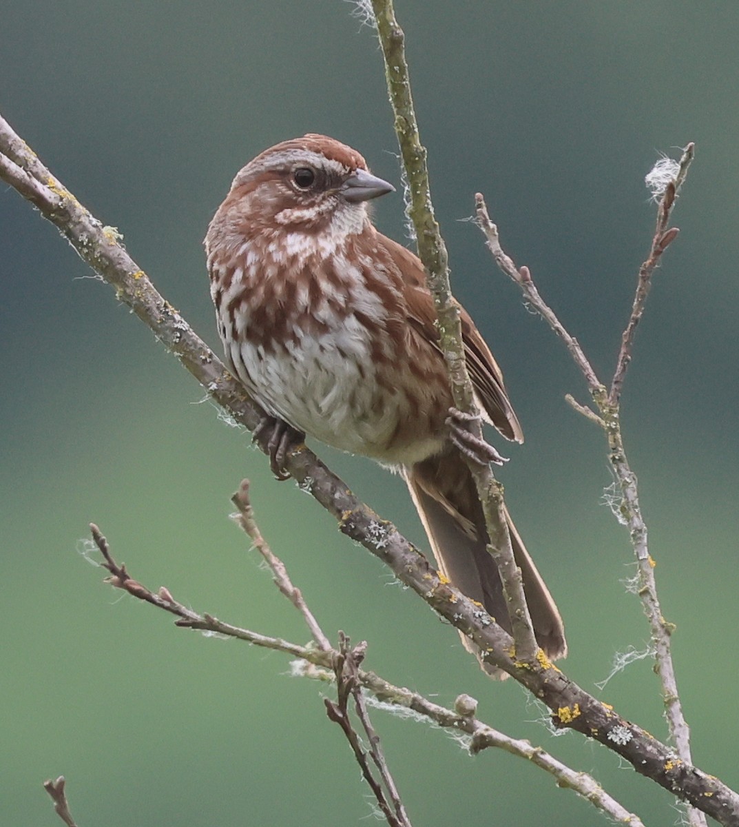 Song Sparrow - ML636672413