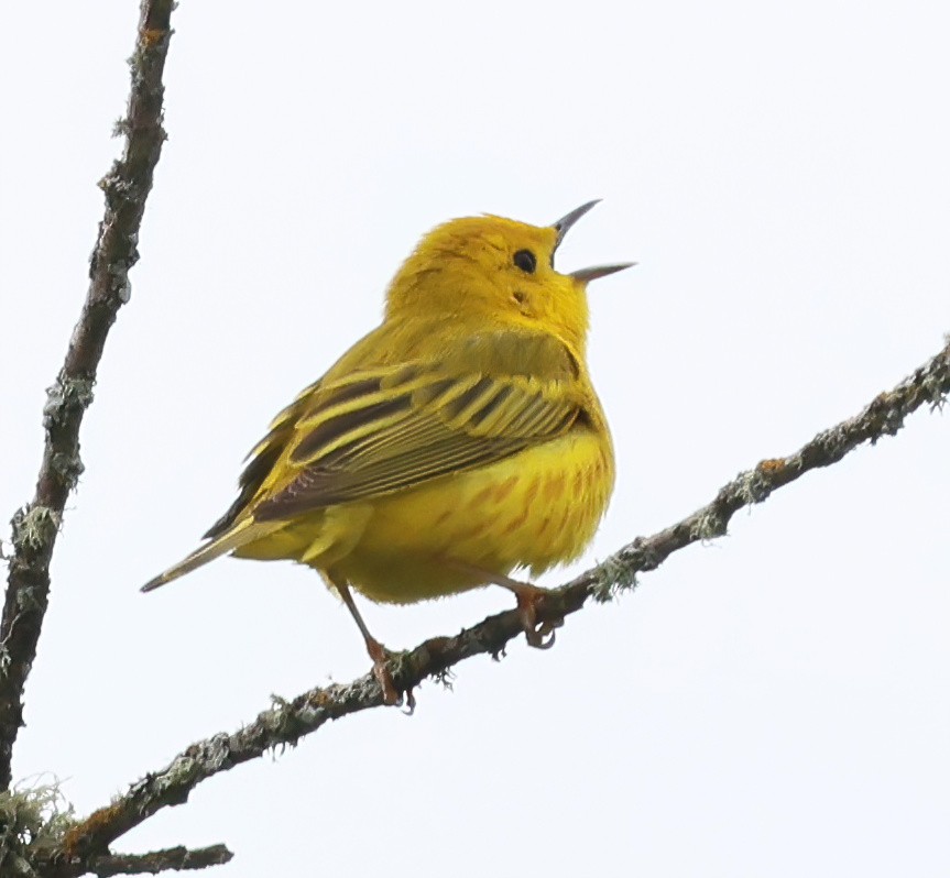 Yellow Warbler - ML636672425