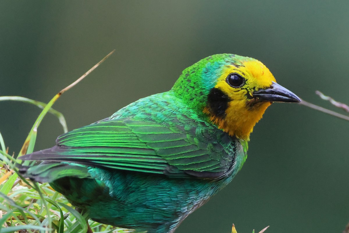 Multicolored Tanager - ML636672506