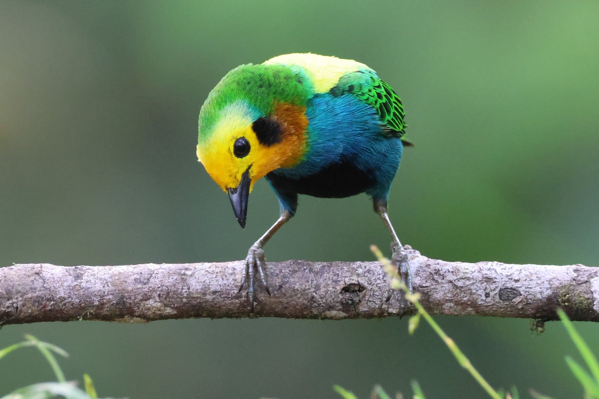 Multicolored Tanager - ML636672507