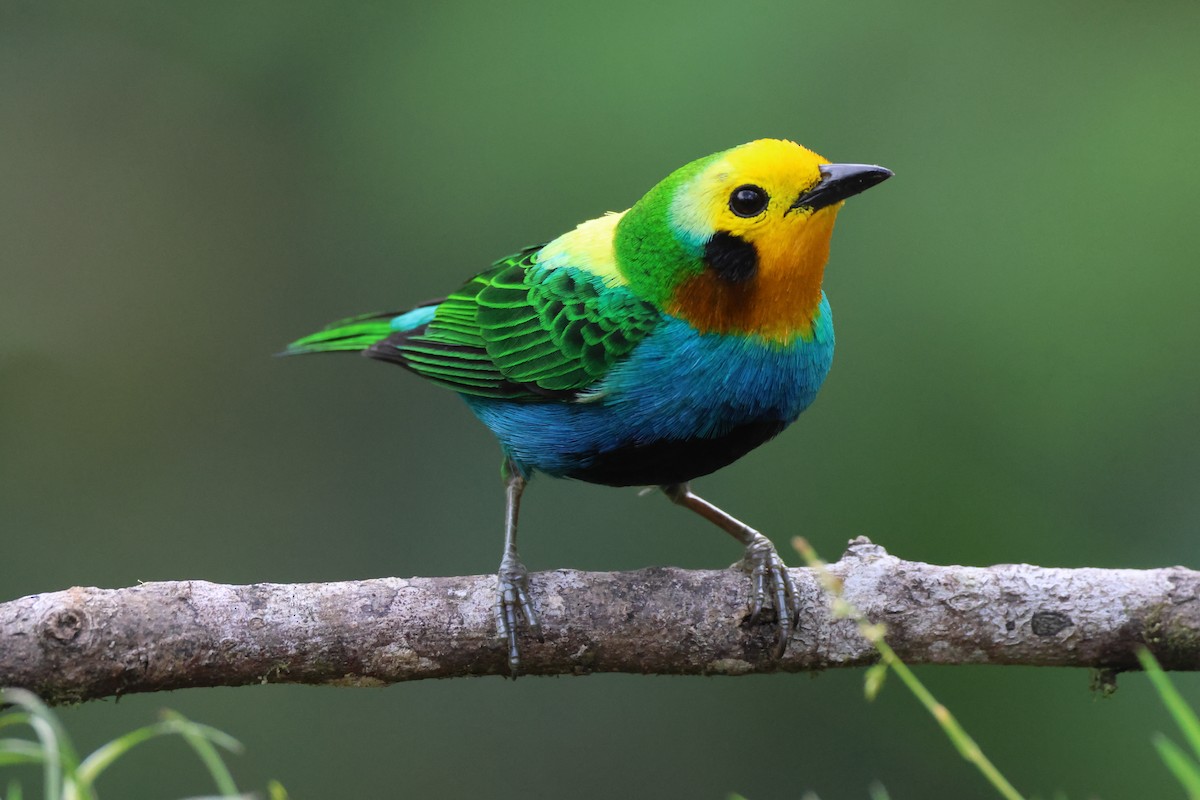 Multicolored Tanager - ML636672508