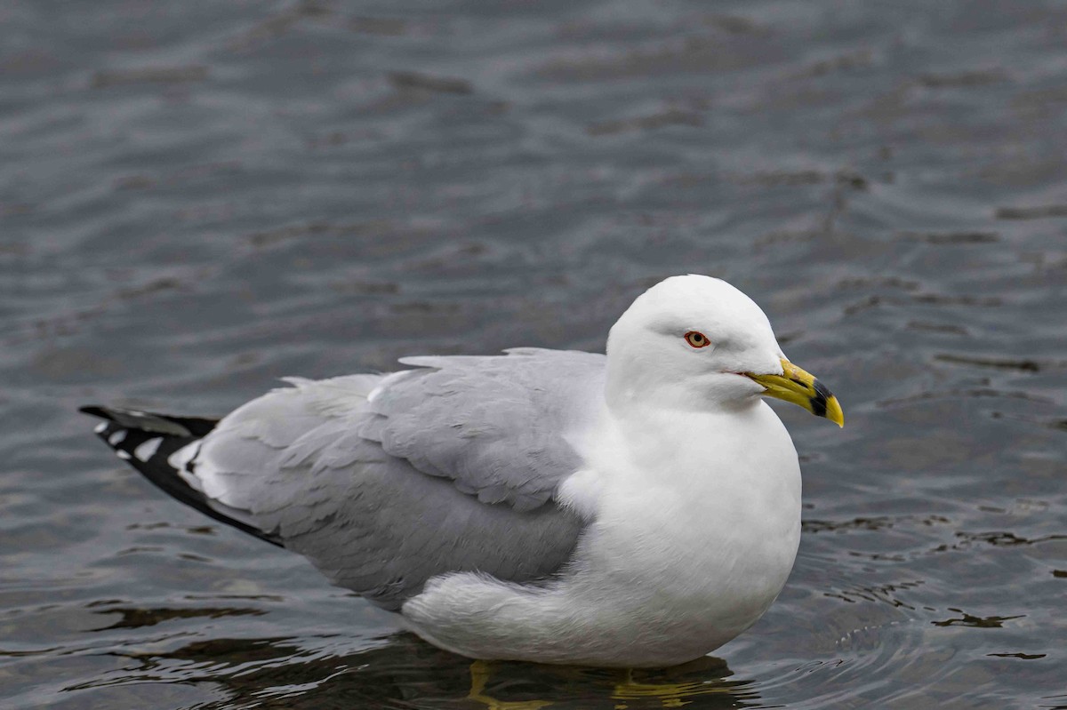 Ring-billed Gull - ML636672558