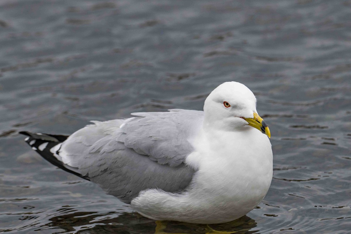 Ring-billed Gull - ML636672559