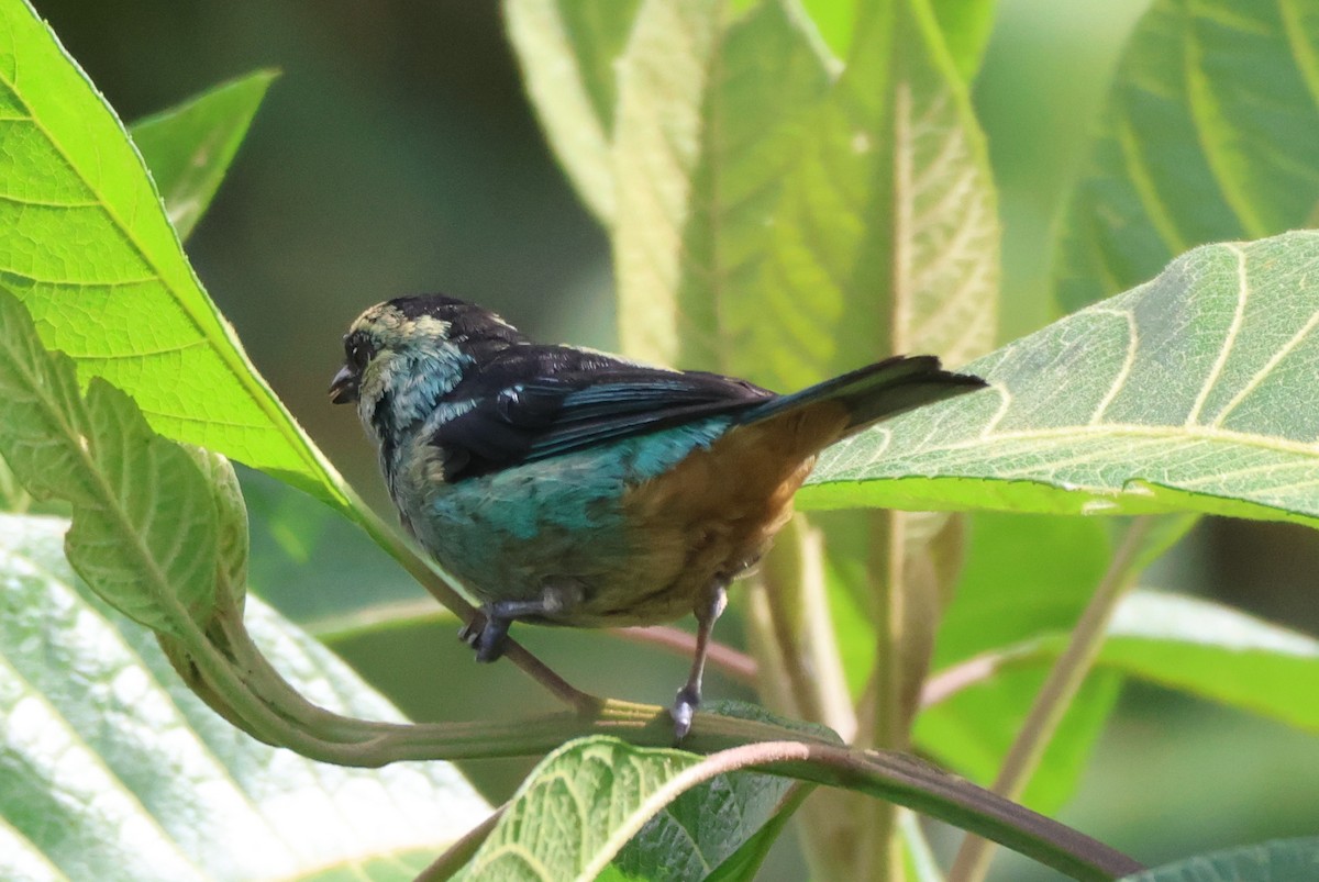 Metallic-green Tanager - ML636672570