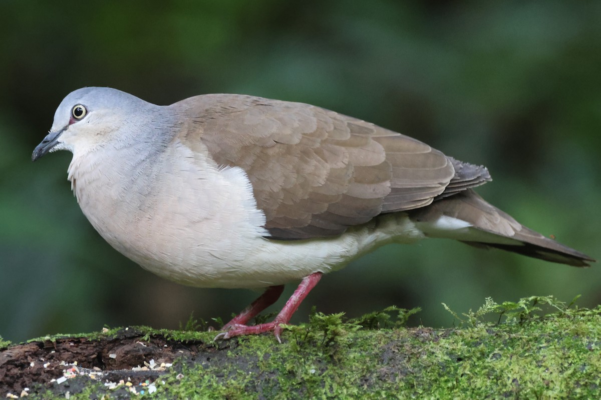Gray-headed Dove - ML636672756