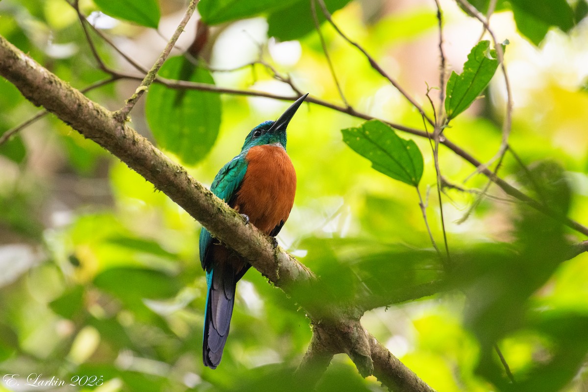Great Jacamar - ML636672777