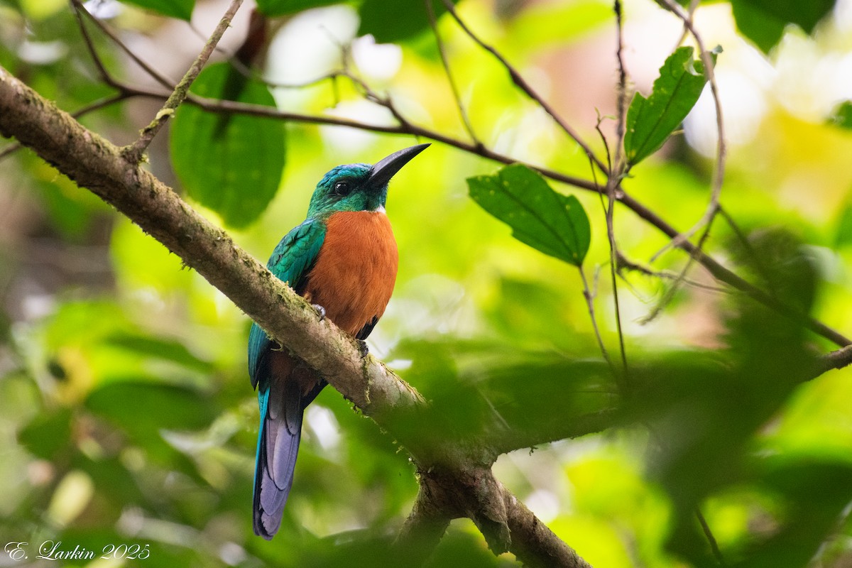 Great Jacamar - ML636672779
