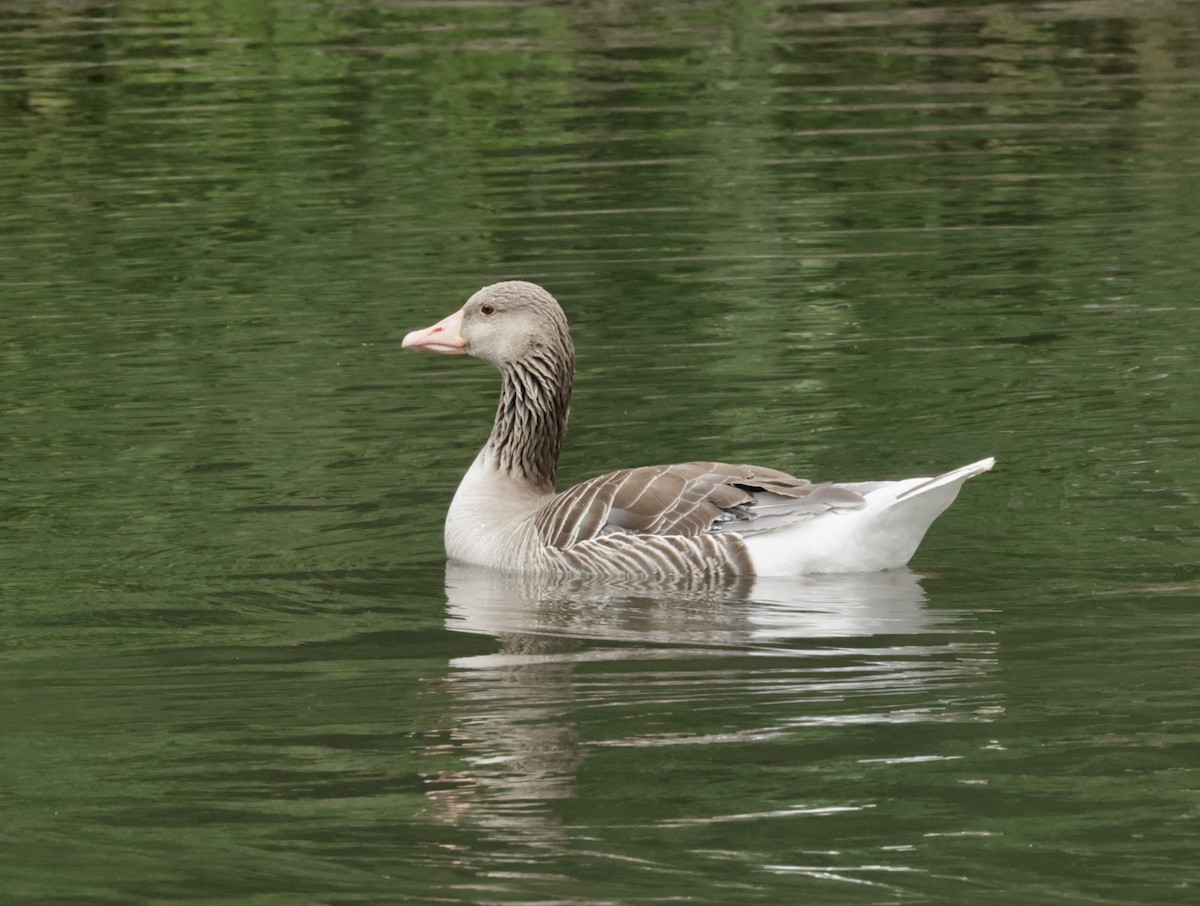 灰雁 - ML636672799